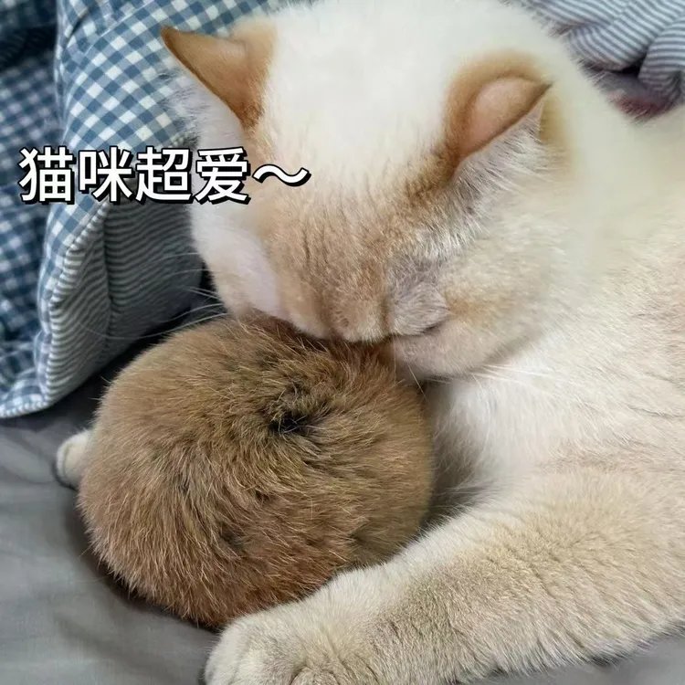 猫玩具兔毛球真兔毛逗猫球气味丰容宠物嗅闻玩具猫咪自嗨解闷神器