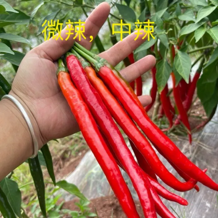贵州现摘新鲜二荆条红辣椒香辣下饭可做剁椒辣椒酱