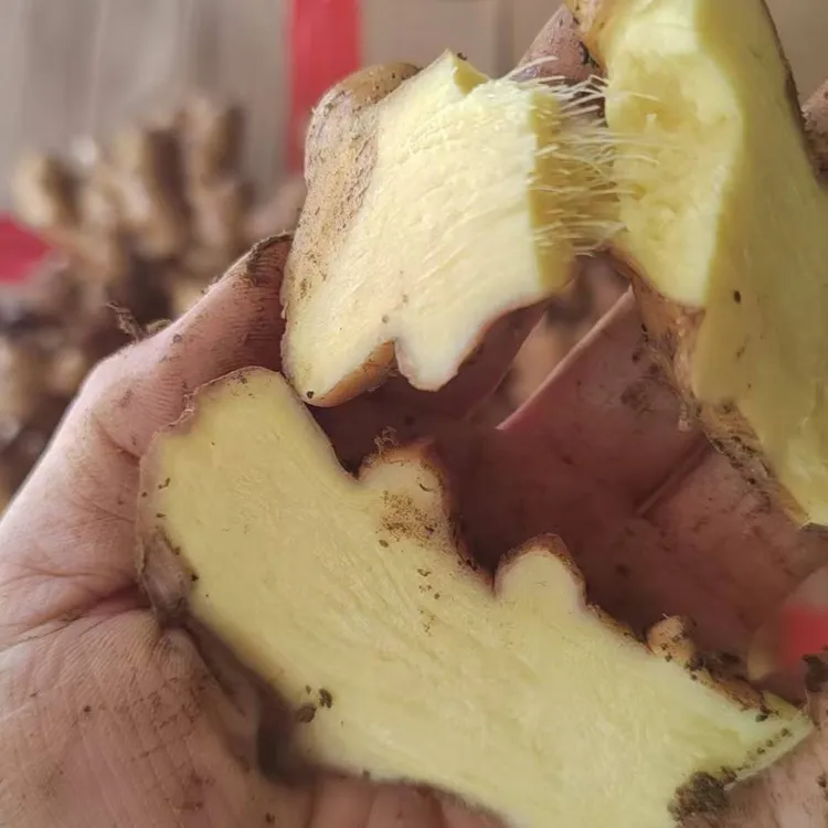 A正宗贵州小黄姜高海拔种植现挖现发姜香浓郁新鲜美味可用于调味
