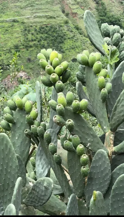 宝塔 滇红 云钻食用型仙人掌种植片带根苗 云南发货