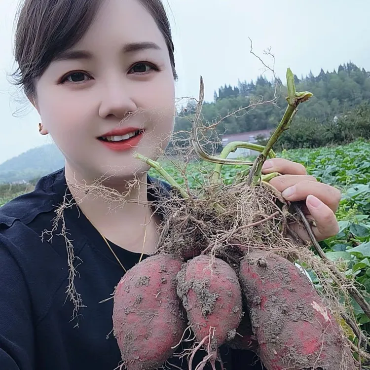 新鲜农家自种小香薯软糯香甜无筋无丝皮薄肉厚