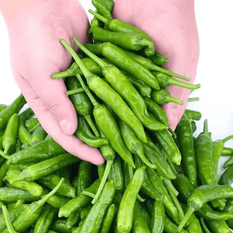 【5斤】新鲜杭椒大青阳辣椒软薄皮香酥特辣香脆嫩长美味虎皮椒1斤