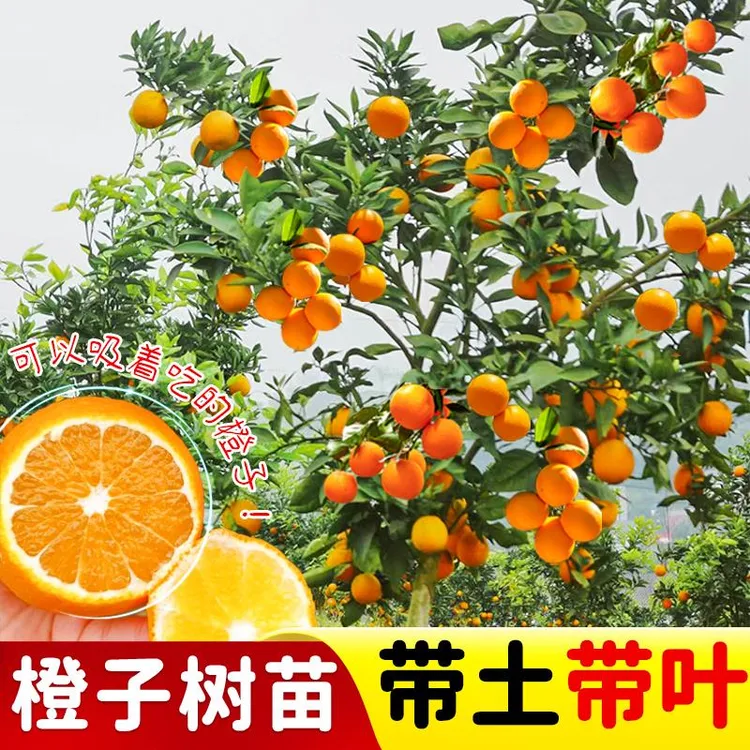 橙子树苗精品赣南脐橙苗无核伦晚脐橙果树苗嫁接爱媛果冻橙盆栽苗