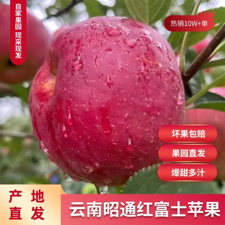 云南昭通红富士苹果新鲜现摘脆甜多汁冰糖心水果