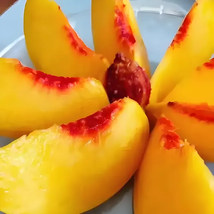 正宗锦绣黄桃农家自种新鲜每日现摘现发脆甜爽口