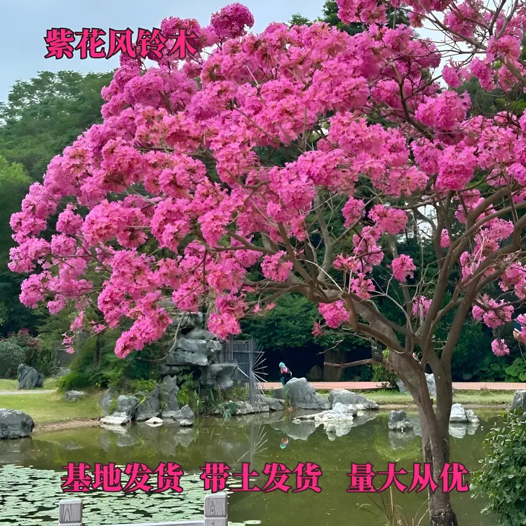 巴西紫花风铃木树苗庭院名贵树苗别墅观赏四季三角梅常青耐寒