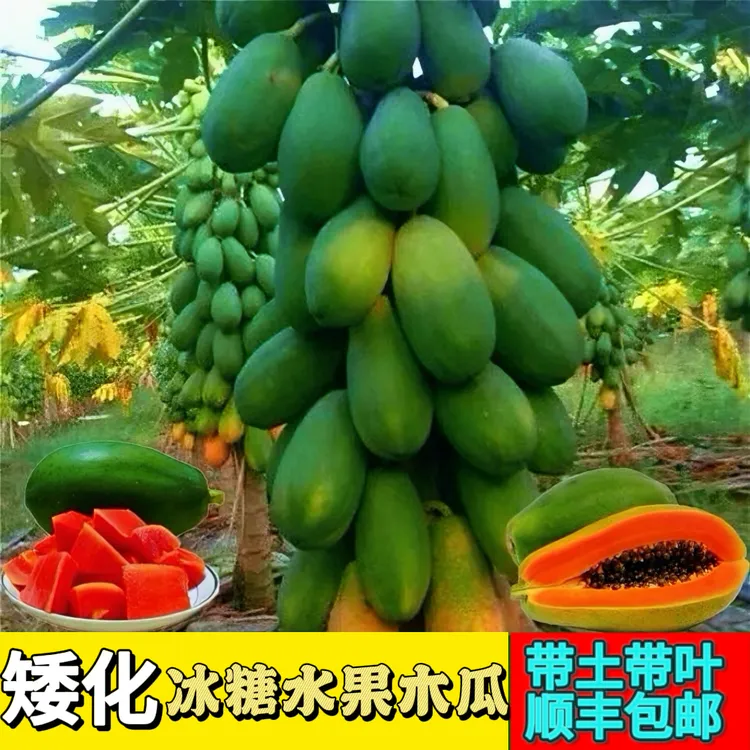 【顺丰包邮】矮化冰糖红心水果木瓜苗四季结果可盆栽可地栽南方种植商品图