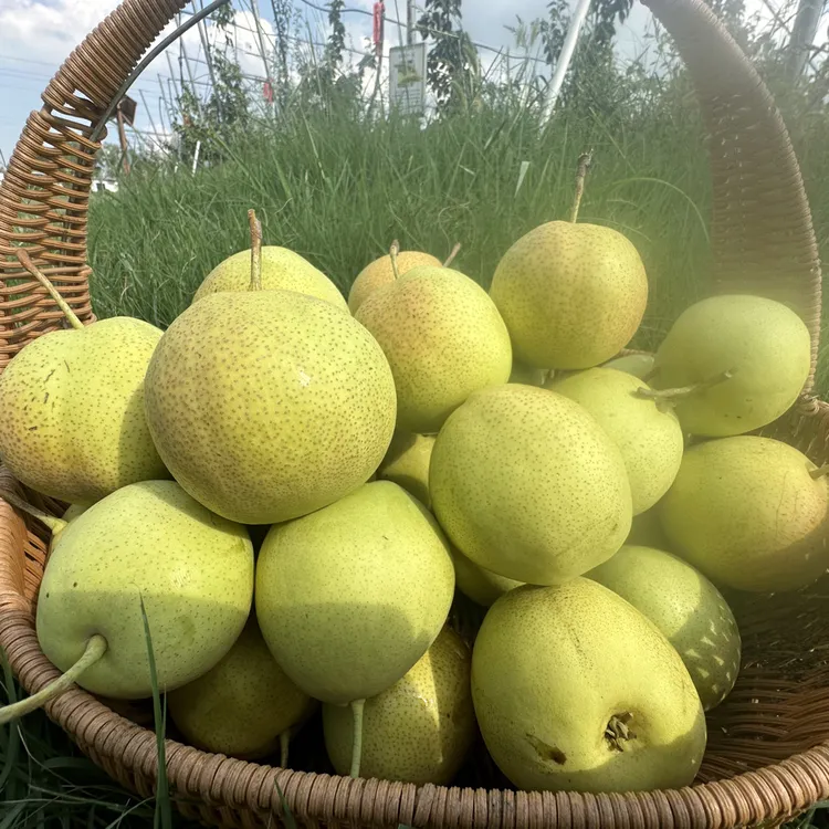 丹霞红梨6斤现摘现发