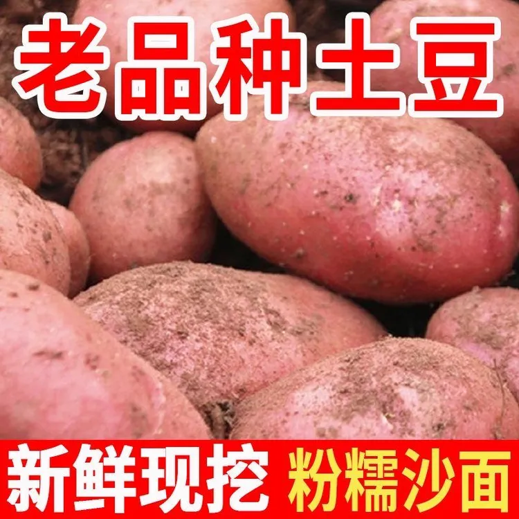 2025云南新鲜红皮黄心土豆马铃薯现挖