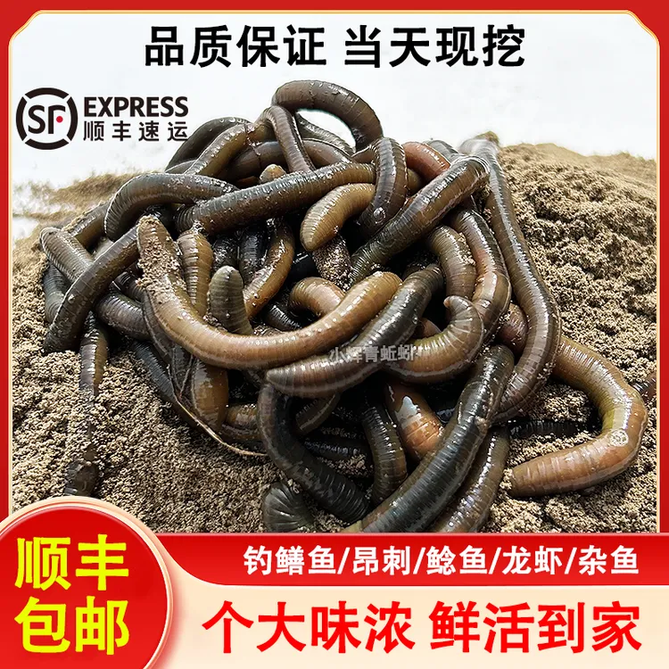 青蚯蚓鲜活活饵黑蚯蚓野钓黄鳝鲶鱼黄辣丁腥味浓江浙沪皖顺丰包邮