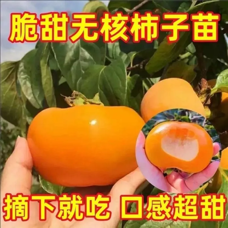 脆甜柿子树苗特大树矮化盆栽南北方别墅庭院地栽耐寒冻嫁接果树苗商品图
