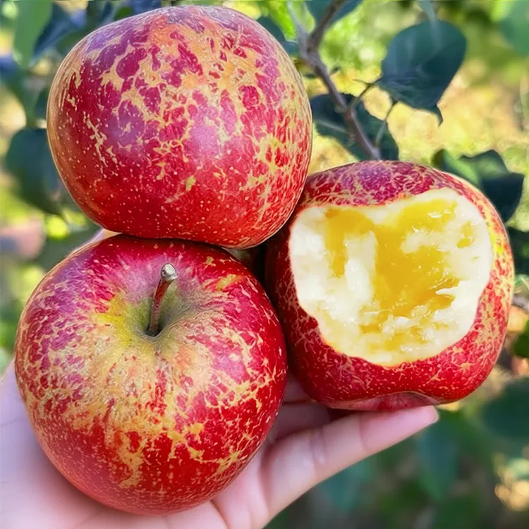 当季正宗云南昭通冰糖心丑苹果新鲜水果果园现摘产地直发脆甜多汁商品图