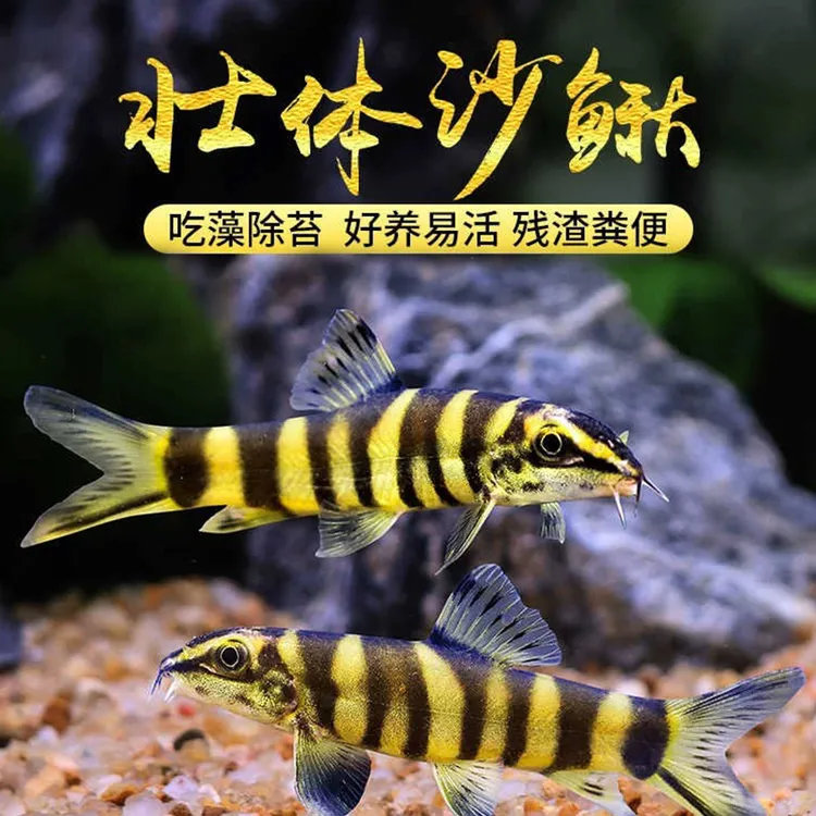 【观赏鱼】壮体沙鳅原生冷水鱼九间鼠鱼清道夫工具鱼吃残渣粪便活