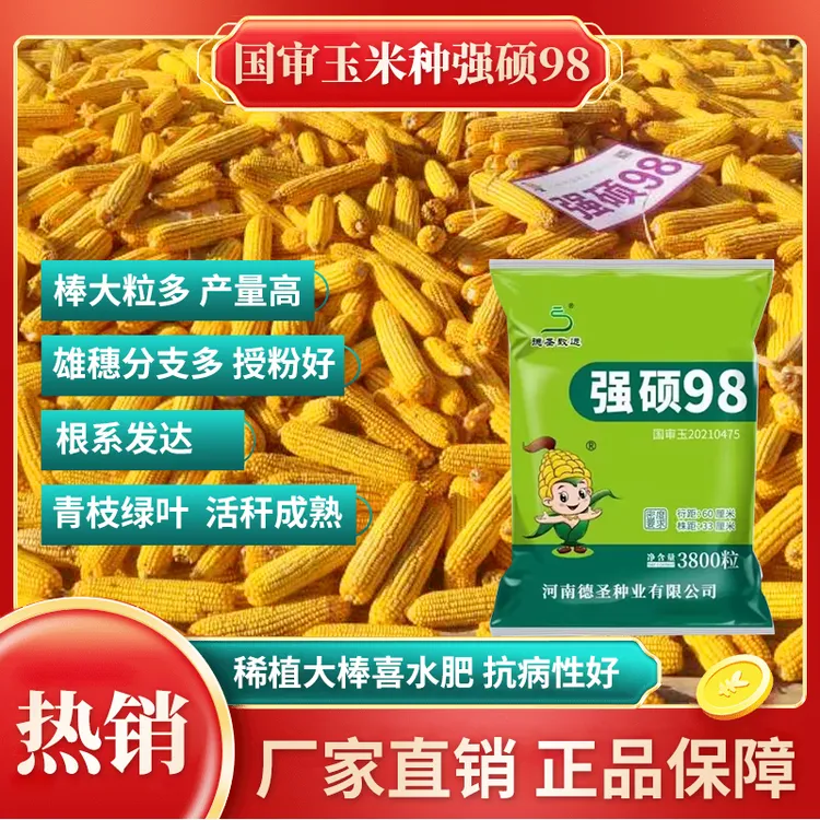 【强硕98】【稀植大棒】国审稀植高产量大棒品种抗倒高产玉米品种种植