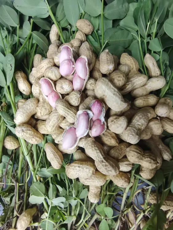人工挑选现挖带泥沙新鲜带壳嫩花生农家自种