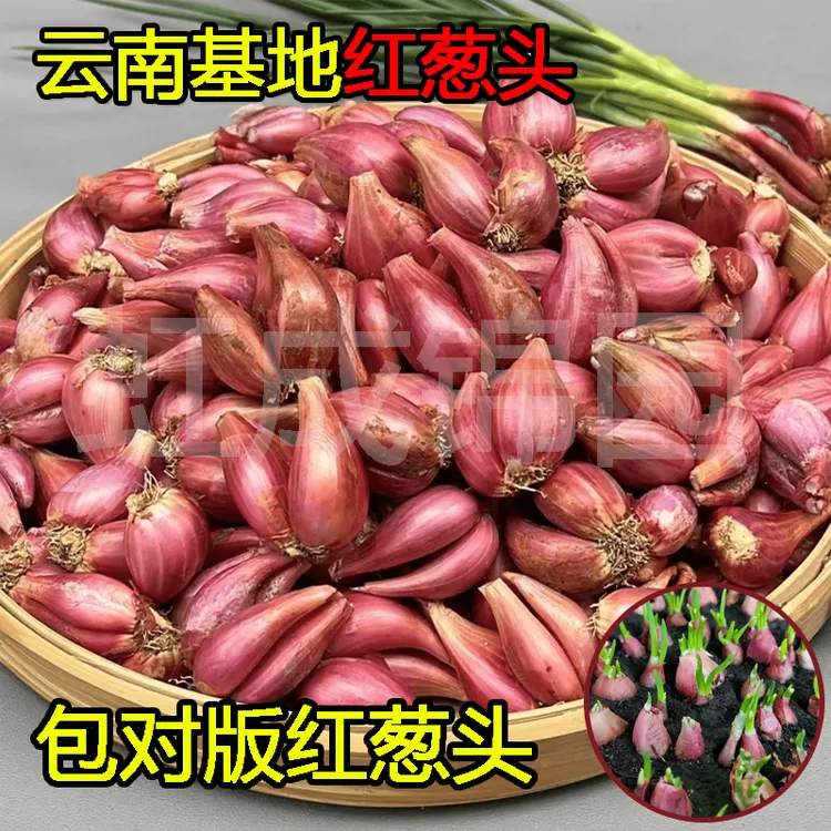 云南红葱头火葱头种熬葱油食用红葱盆栽白铁杆葱头四季干红葱种头