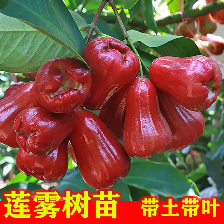 新品种莲雾树苗带土带叶庭院果树苗南方嫁接黑金刚大叶红地栽种植