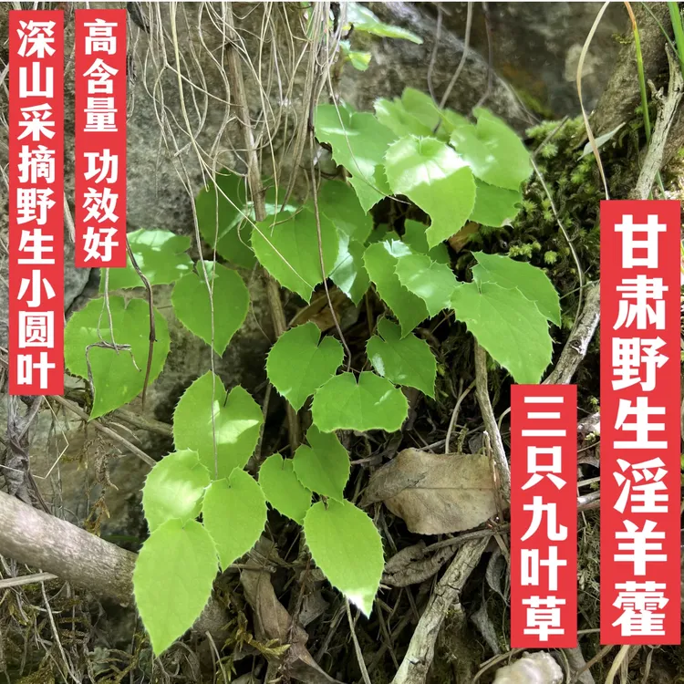 甘肃野生三只九叶草小圆叶淫羊藿可搭配肉苁蓉玛卡泡水泡酒纯叶