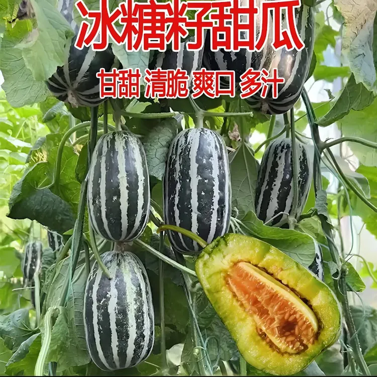 冰糖籽甜瓜种子蔬菜香瓜家庭阳台小院盆栽地栽四季种植农家