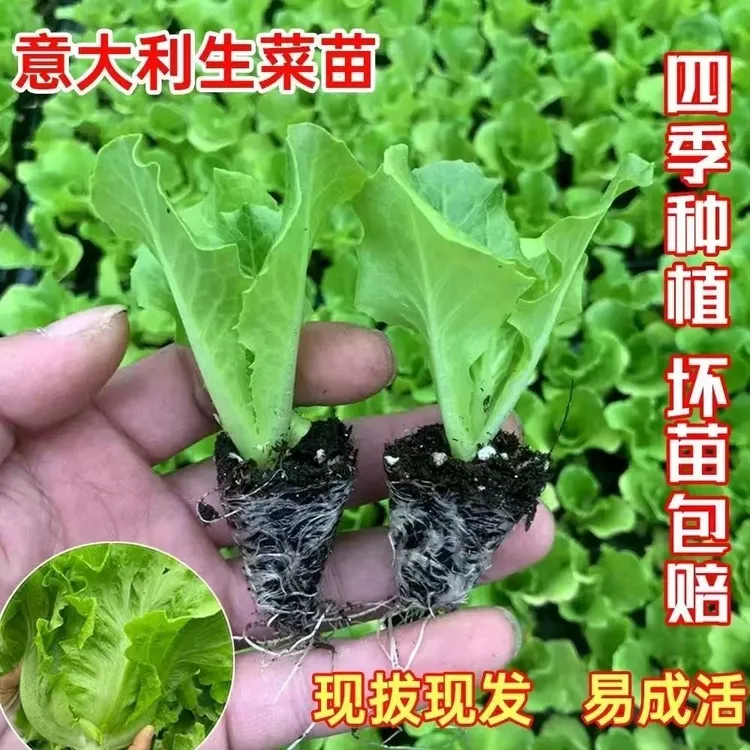 大叶生菜秧苗意大利生菜苗四季可种植阳台盆栽小菜园蔬菜秧苗