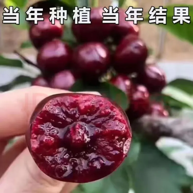 【现起现发】嫁接车厘子树苗南北方盆栽地栽种植黑珍珠桑提娜商品图