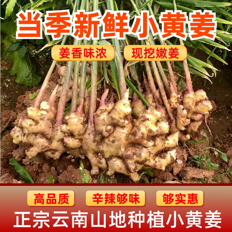 云南小黄姜【现挖新姜】嫩姜香味浓郁辛辣多汁山地种植产地直销生姜