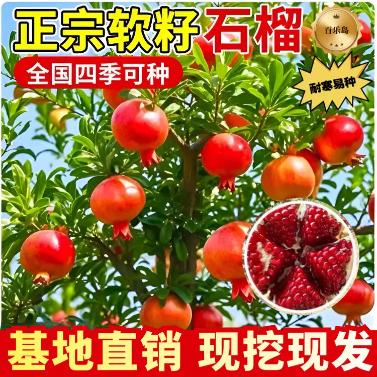 【冬日新品】突尼斯红皮石榴树苗籽软可食不吐核苗南北方种植高产商品图