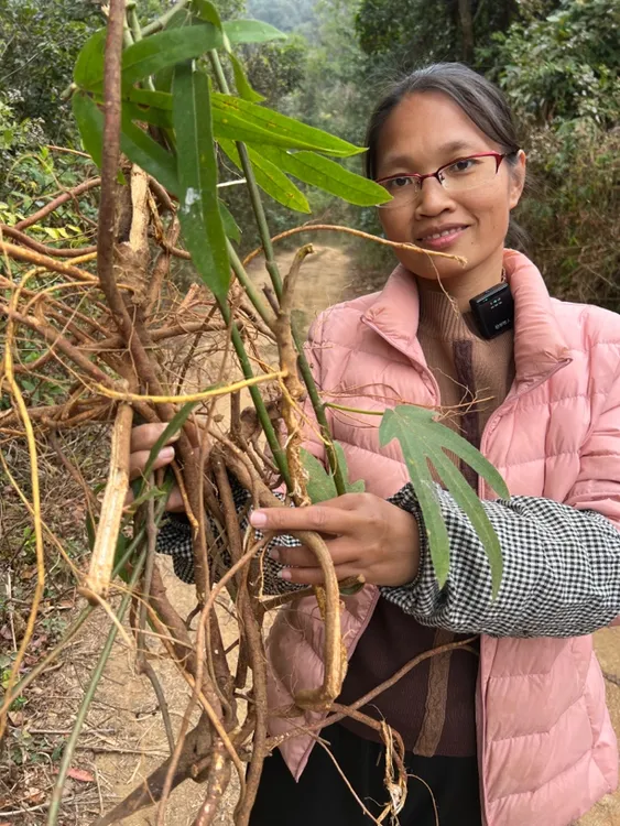 广东阳春深山新鲜五指毛桃