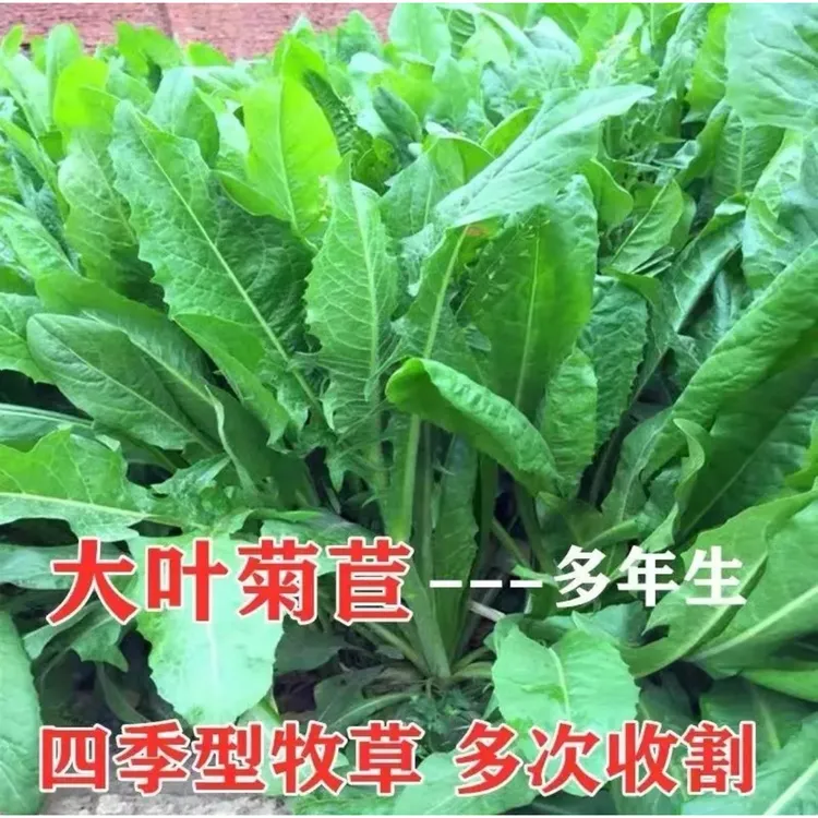 菊苣草种籽大叶菊苣四季生长高产牧草种子牛免鸡鸭菜多年生-lz