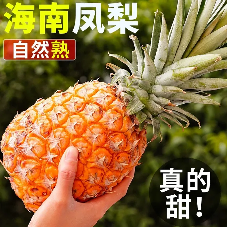 正宗海南金钻凤梨树上熟手撕菠萝香甜多汁应季孕妇水果芒果菠萝