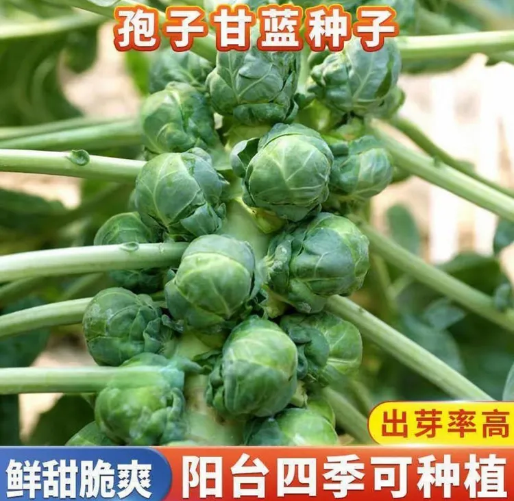 【孢子甘蓝菜种子】正品孢子甘蓝菜种子苗小头菜小包菜卷心蔬菜种子