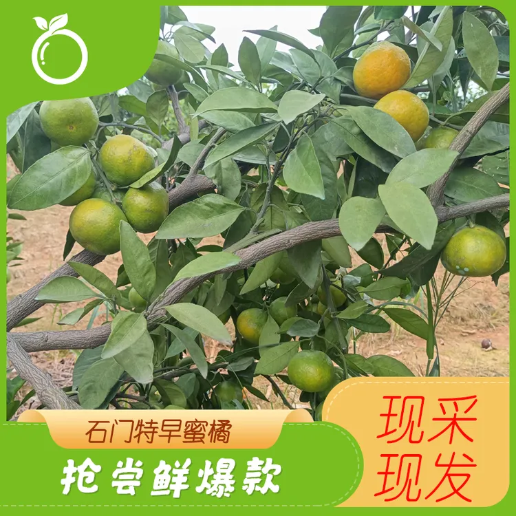 石门柑橘特大芬4号早熟蜜桔当季现摘现发孕妇水果南丰蜜桔