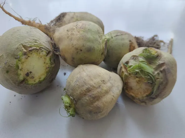 2025年新疆新鲜黄恰玛古，特产新鲜恰玛古，包邮板栗