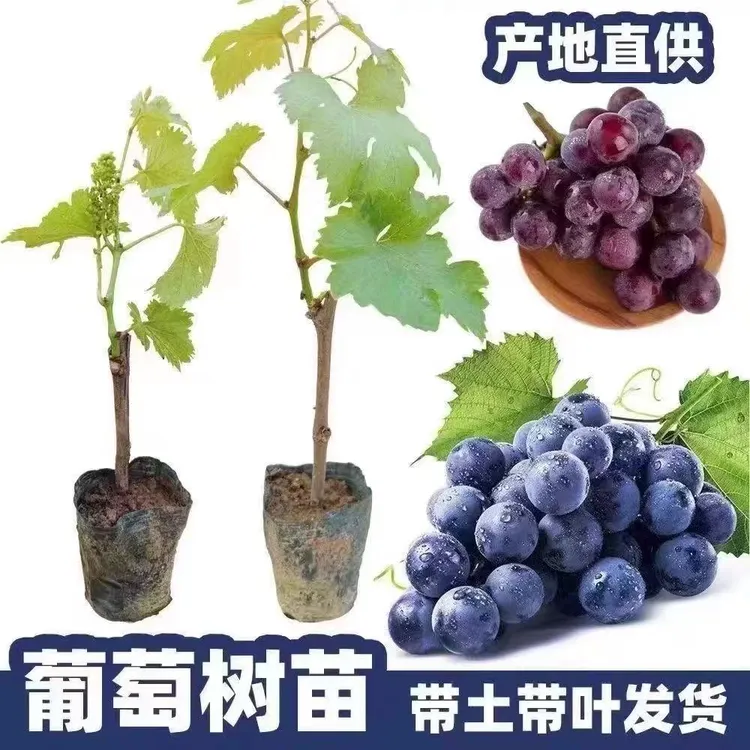葡萄树苗阳光玫瑰蓝宝石庭阳台院种植果树带土盆栽南北方当年结果