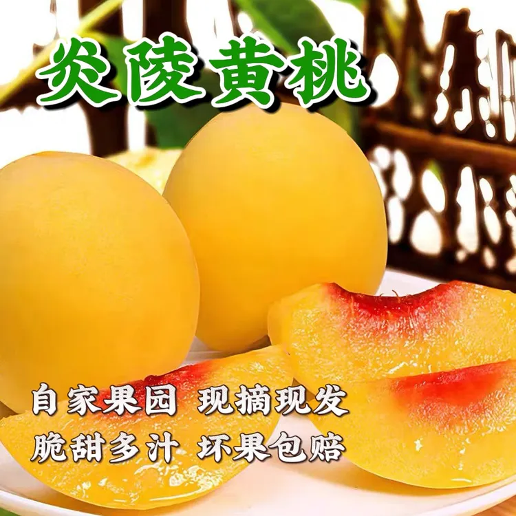 [京东包邮]炎陵黄桃核心产区果园现摘现当季新鲜水果锦绣黄桃桃子