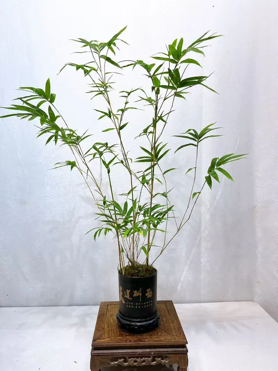盆景观音竹室内桌摆茶空间好养易活植物桌上小摆件
