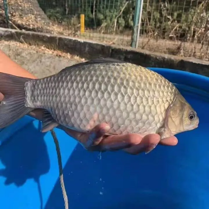 【正品保证】中科5号四川发货可食用观赏宠物鱼水族鱼小鱼