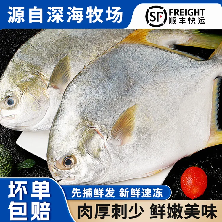 超低温急冻金鲳鱼 新鲜深海捕捞 200-250g/条 发8条
