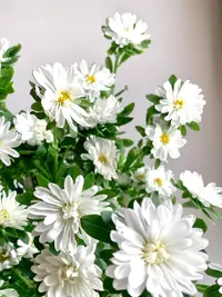 白色迷你菊1束 ---以直播间实物为准