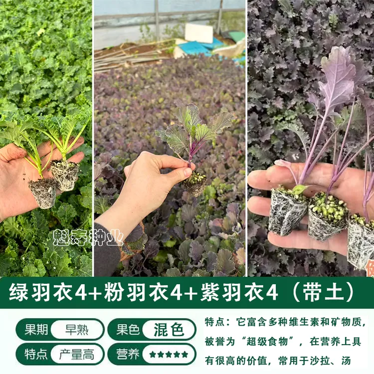 羽衣甘蓝秧苗可食用耐寒绿紫粉羽衣甘蓝春秋四季盆栽羽衣甘蓝大苗