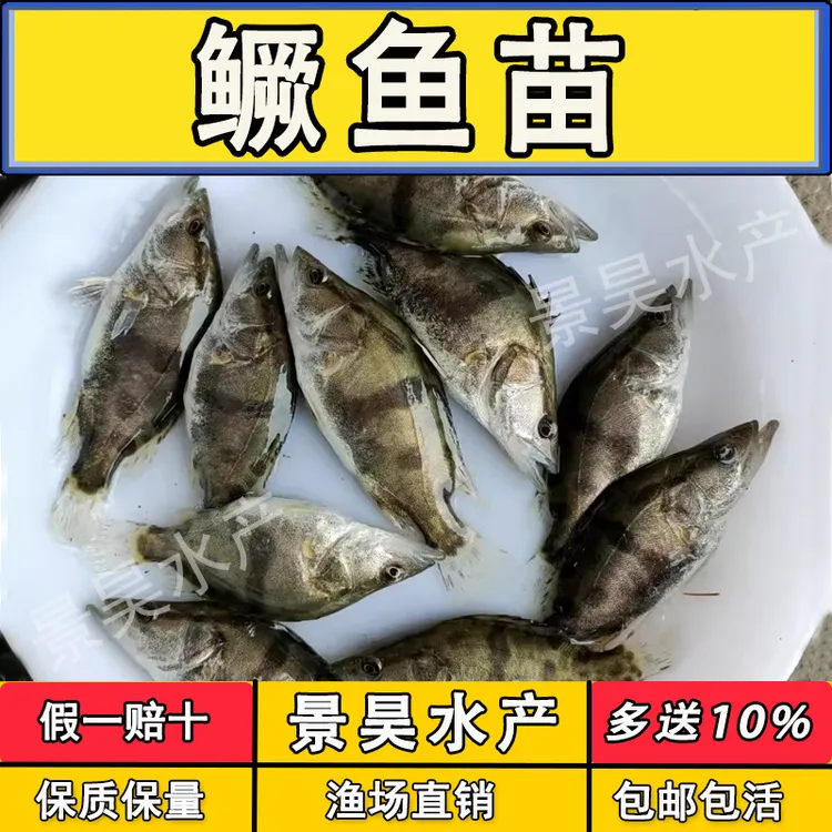 鳜鱼苗桂花鱼苗淡水白鳜翘嘴鳜大眼鳜斑鳜观赏鳜鱼大规格鱼苗批发