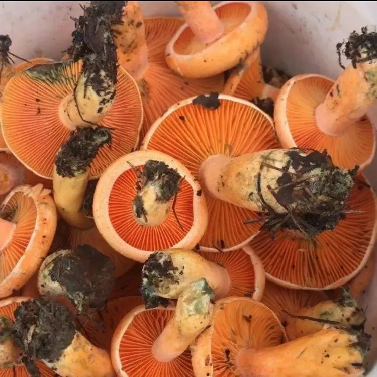 松树菌菌种植包野外乌枞黄枞菌种包四季南北懒人盆栽简单易种植