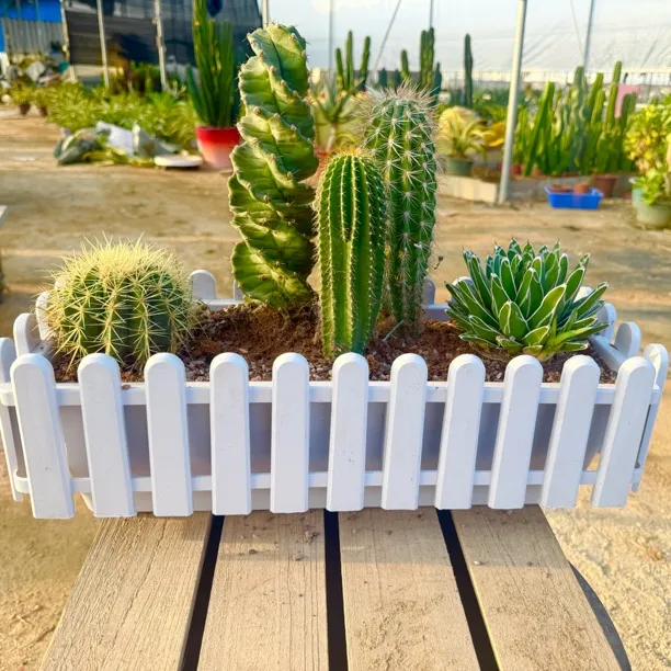 网红仙人柱幸福柱盆栽北欧风室内好养多肉植物仙人掌绿植组合套餐