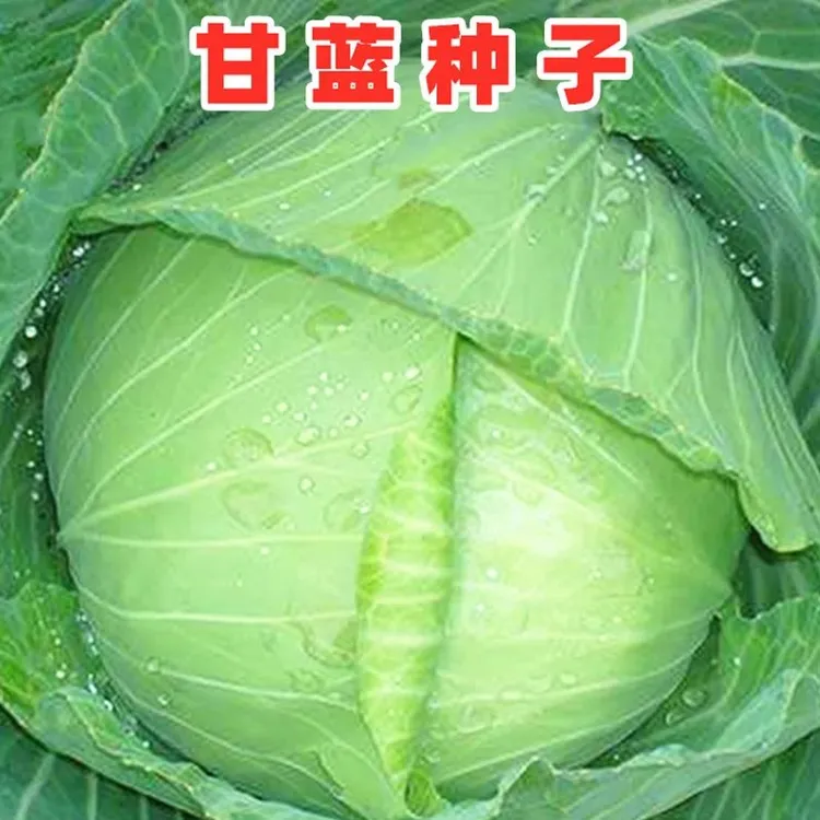 【甘蓝种子大全】京丰一号牛包心甘蓝紫甘蓝水果甘蓝种子耐热包菜