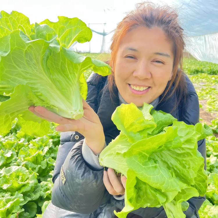 新鲜意大利生菜绿叶菜烤肉涮火锅当季低脂罗莎绿生菜3斤装6-8颗