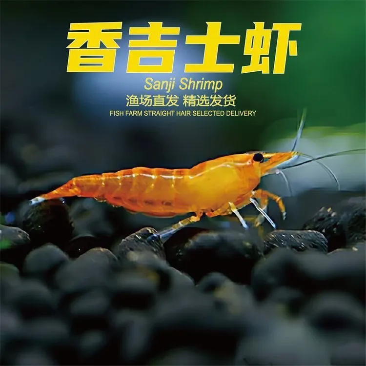 吉士观赏淡水极火鱼缸草缸繁殖清洁樱花除藻工具黑壳宠物水晶小虾