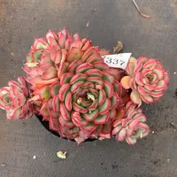 7337杂交精品基地18厘米