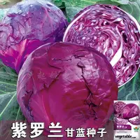 【满5包包邮】紫甘蓝种子紫甘蓝种籽早熟包菜易种抗热种植耐热播种