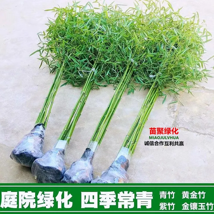 竹苗青竹紫竹金镶玉罗汉竹四季常青竹庭院室内外盆栽地栽绿化常绿