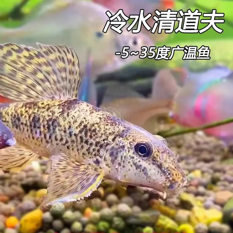 冷水清道夫 淡水老鼠鱼 清洁鱼缸工具鱼 翻砂棒花鱼 吃鱼粪垃圾鱼